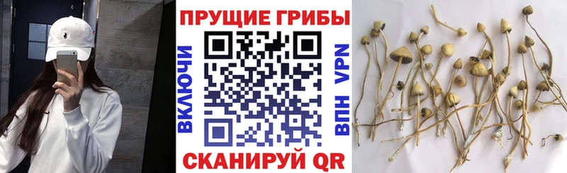 Псилоцибиновые грибы Psilocybe  где купить наркотик  Долгопрудный 